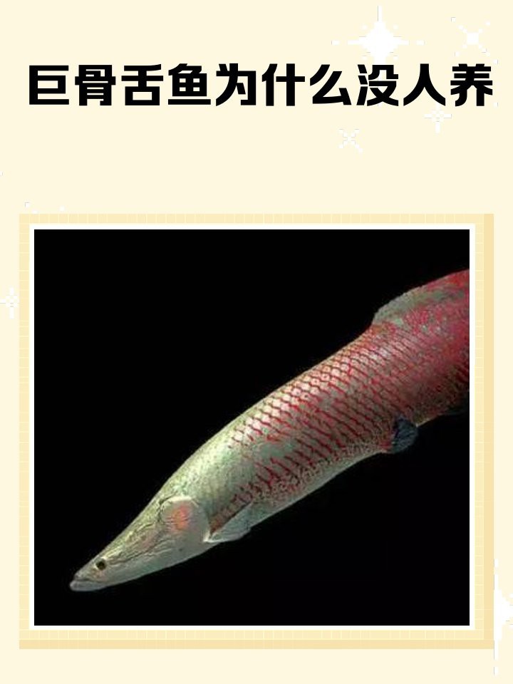 巨骨舌魚為什么沒人養【巨骨舌魚為什么沒人養養寵大圣,3個小時損失5萬多!】