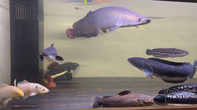 巨骨舌魚為什么沒人養【巨骨舌魚為什么沒人養養寵大圣,3個小時損失5萬多!】
