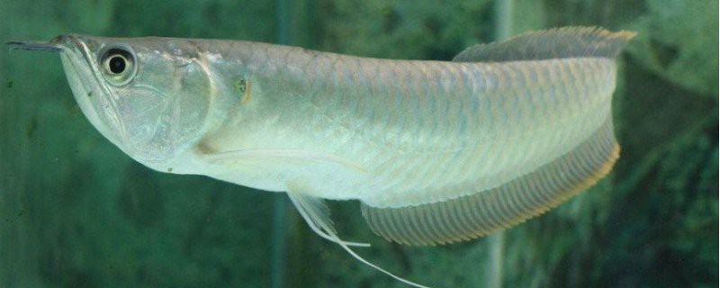 龍魚(yú)白膜去除后需要單獨(dú)養(yǎng)多久