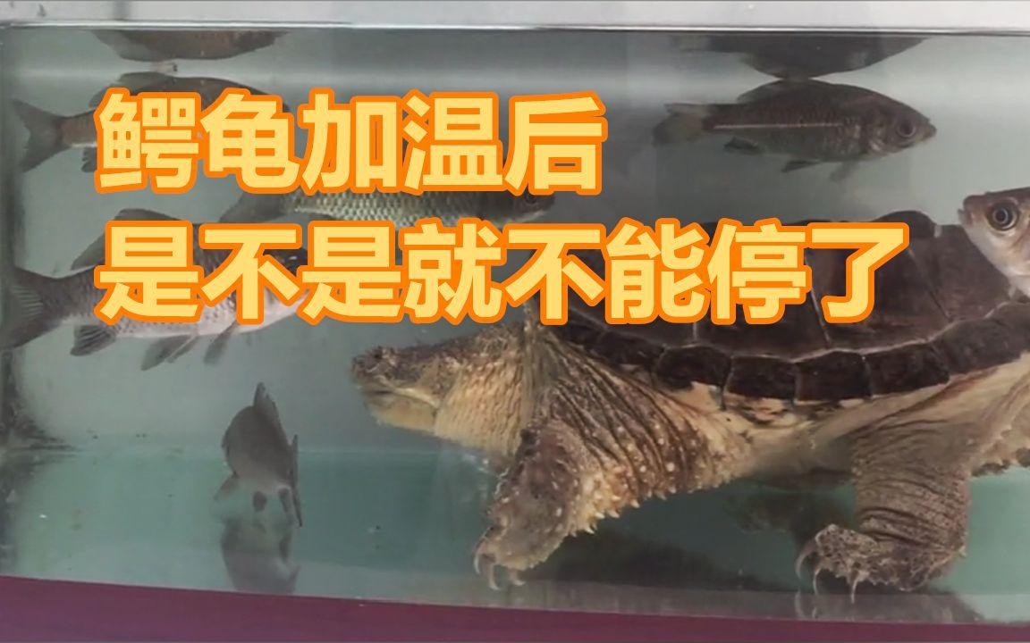 鱷龜過冬最佳方法【鱷龜怎么過冬】 鱷龜過冬最佳方法【鱷龜怎么過冬】 龍魚論壇 第6張