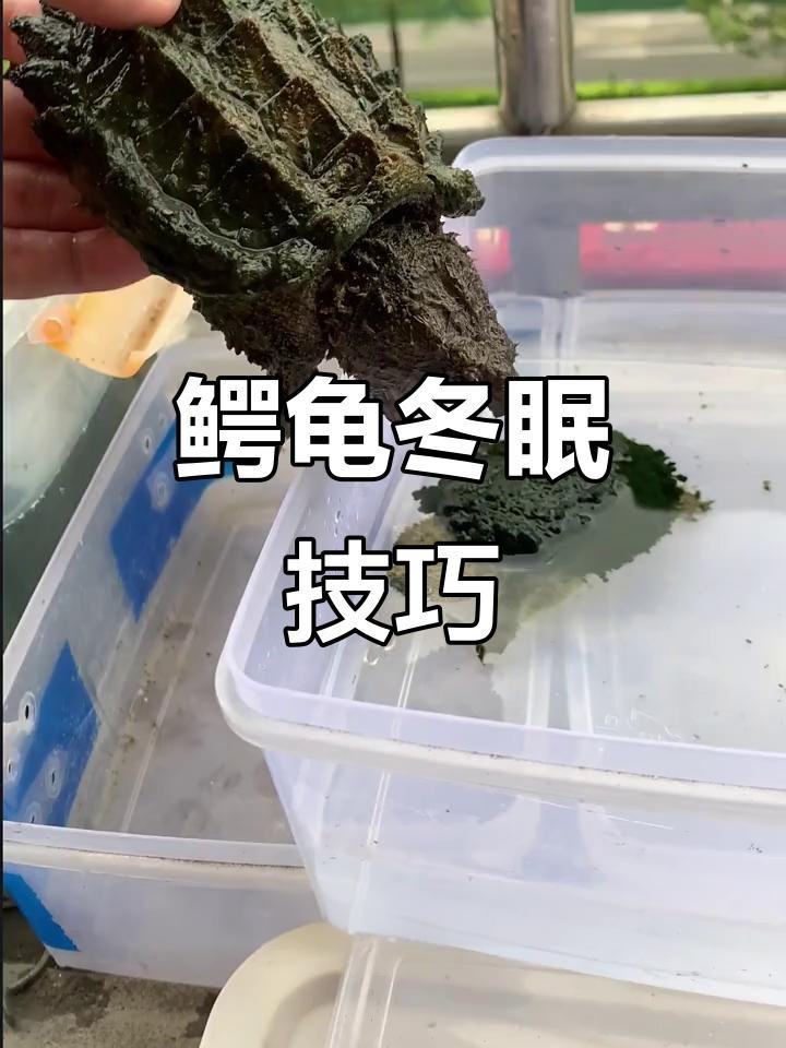 鱷龜過冬最佳方法【鱷龜怎么過冬】 鱷龜過冬最佳方法【鱷龜怎么過冬】 龍魚論壇 第1張