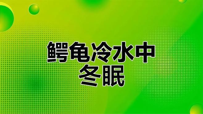 鱷龜過冬最佳方法【鱷龜怎么過冬】 鱷龜過冬最佳方法【鱷龜怎么過冬】 龍魚論壇 第4張