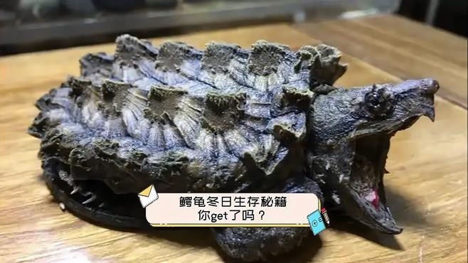 鱷龜過冬最佳方法【鱷龜怎么過冬】 鱷龜過冬最佳方法【鱷龜怎么過冬】 龍魚論壇 第2張