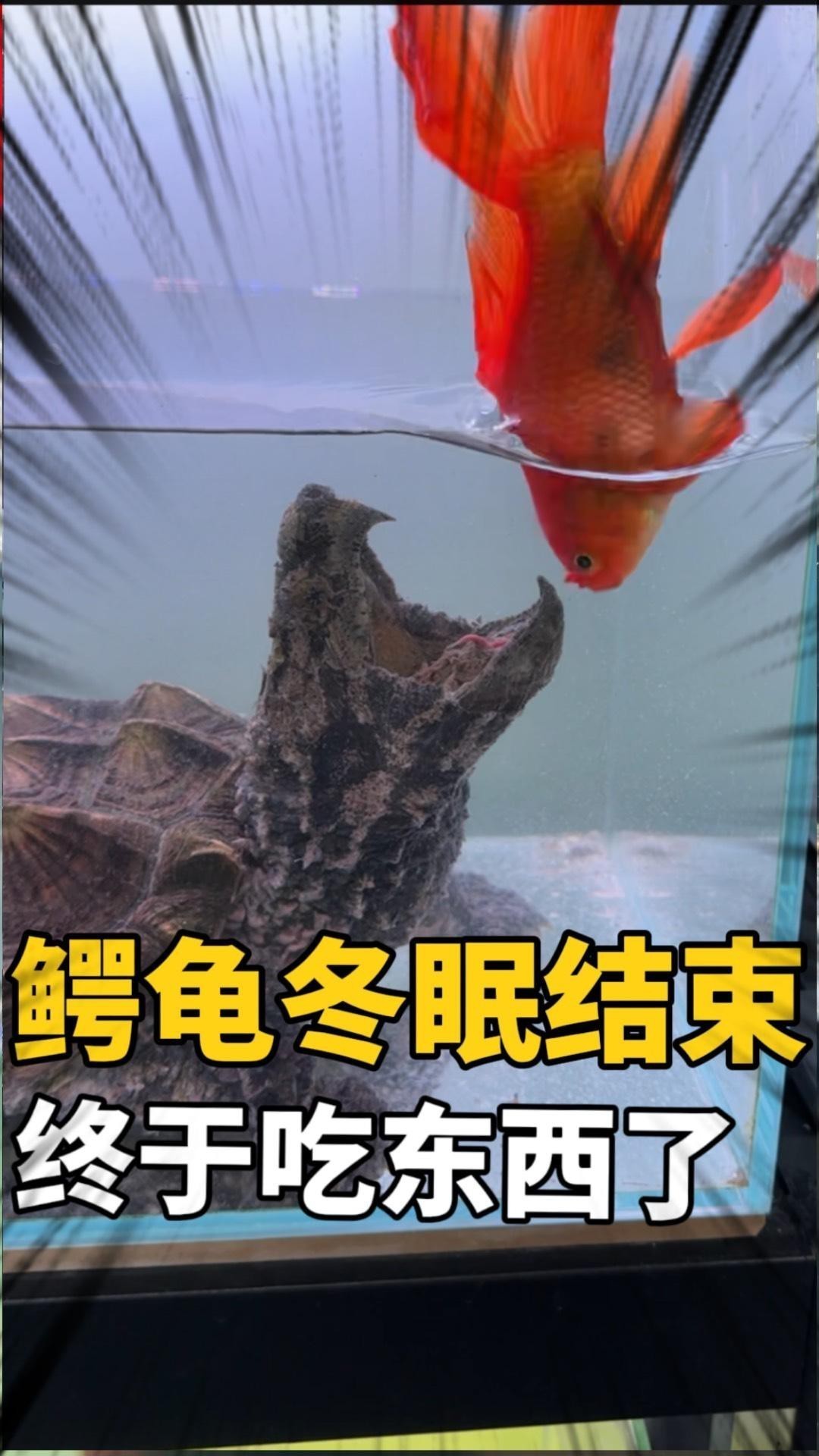 鱷龜過冬最佳方法【鱷龜怎么過冬】 鱷龜過冬最佳方法【鱷龜怎么過冬】 龍魚論壇 第8張