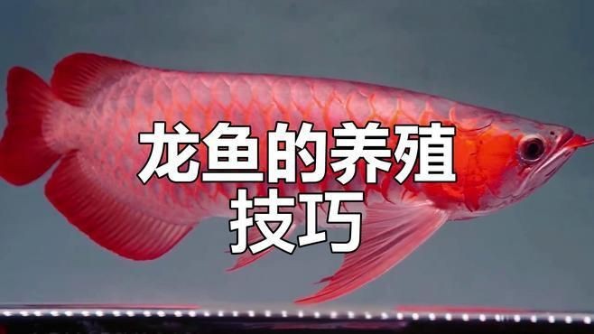 古典龍魚最佳養殖環境【古典龍魚養殖水質管理:ph值穩定在6.5之間】