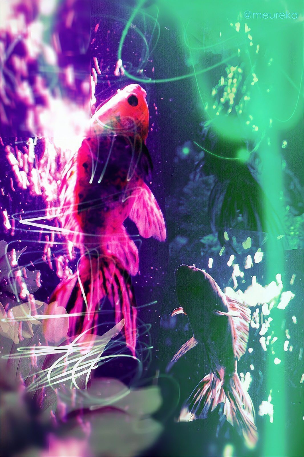 頂級蝴蝶鯉的品種介紹【頂級蝴蝶鯉:頂級蝴蝶鯉】