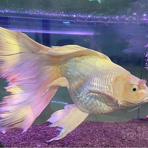 頂級蝴蝶鯉的品種介紹【頂級蝴蝶鯉:頂級蝴蝶鯉】