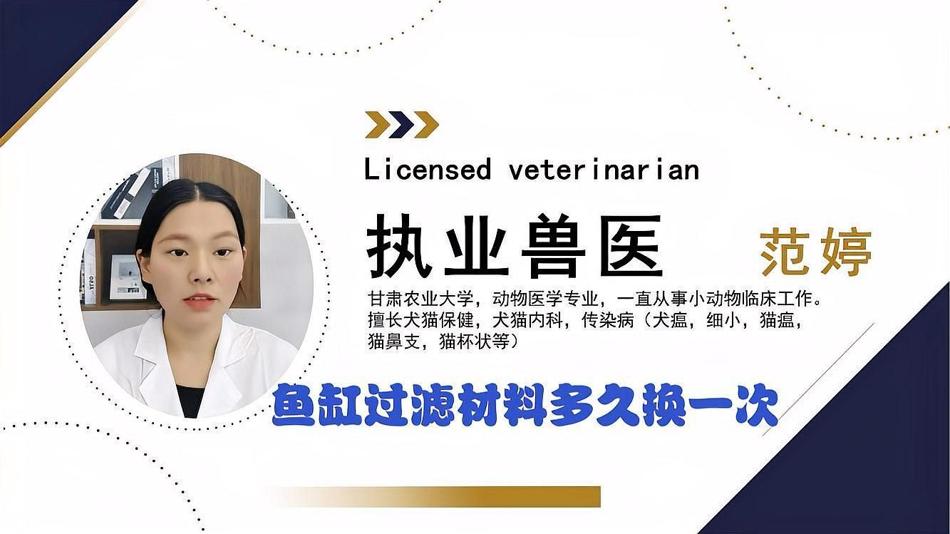 觀賞魚缸濾材更換周期