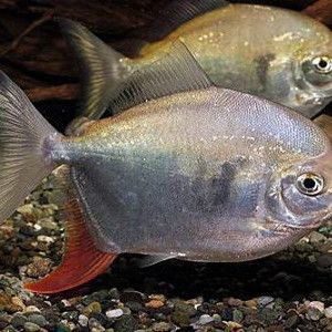 紅勾魚(yú)的介紹和歷史背景【河流魚(yú)的介紹與地區(qū)】