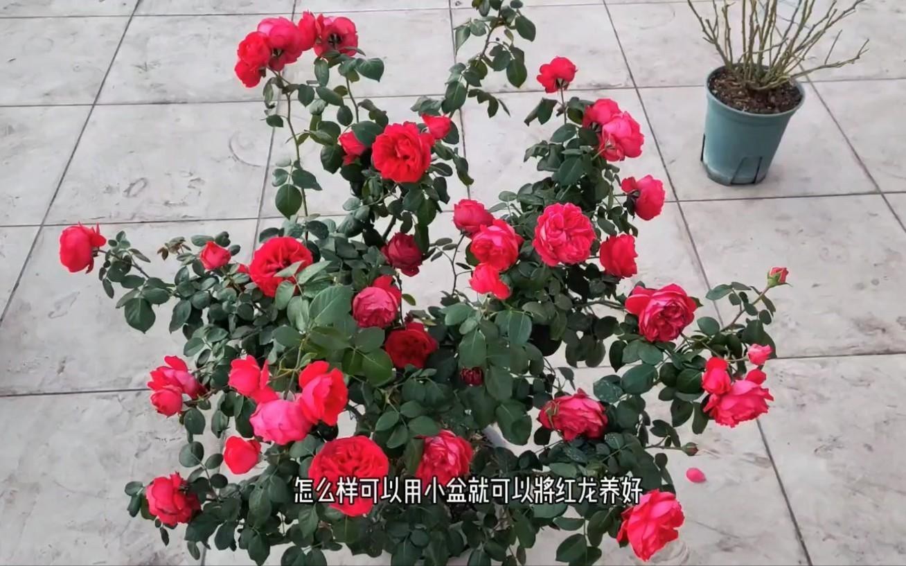 如何種植和養護月季紅龍？【月季紅龍怎么養】