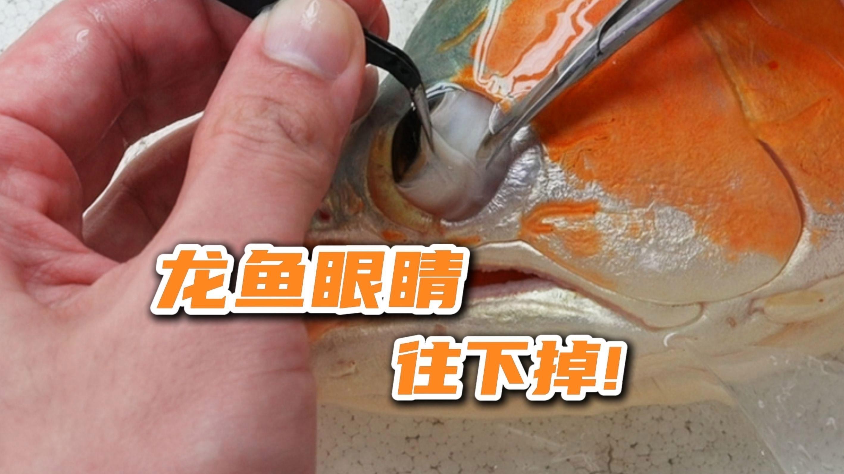 龍魚凸眼手術風險大嗎？【給龍魚“整容”是什么體驗】