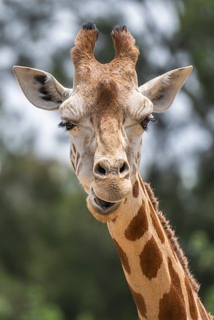 龍魚一只眼睛起白膜【龍魚一只眼睛起白膜是怎么回事，龍魚眼睛起白膜是怎么回事】