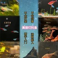 燈科魚什么品種最貴【養魚老道，燈科魚的價格】