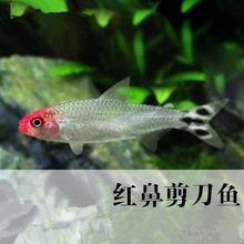 燈科魚什么品種最貴【養魚老道，燈科魚的價格】