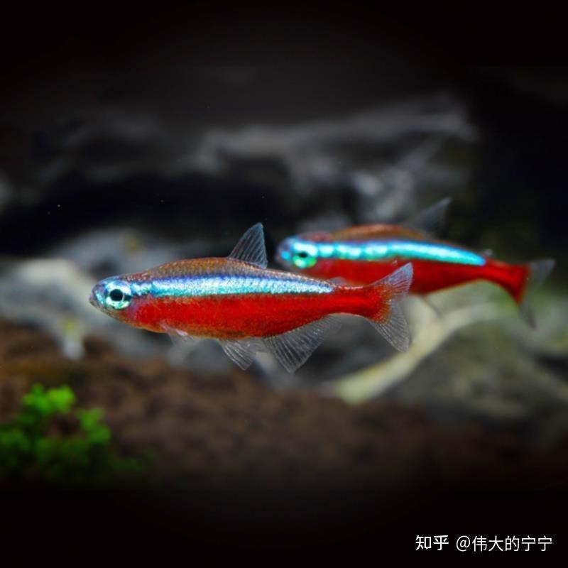 燈科魚什么品種最貴【養魚老道，燈科魚的價格】