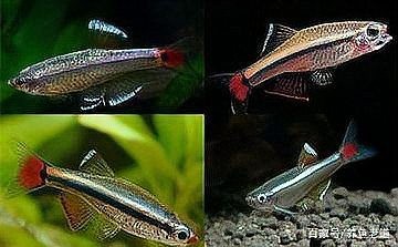 燈科魚什么品種最貴【養魚老道，燈科魚的價格】