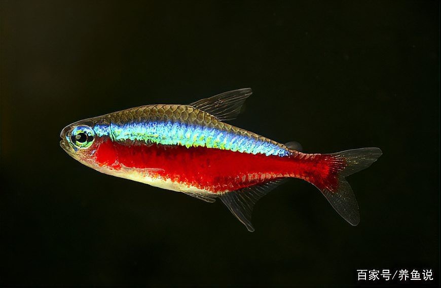 燈科魚什么品種最貴【養魚老道，燈科魚的價格】