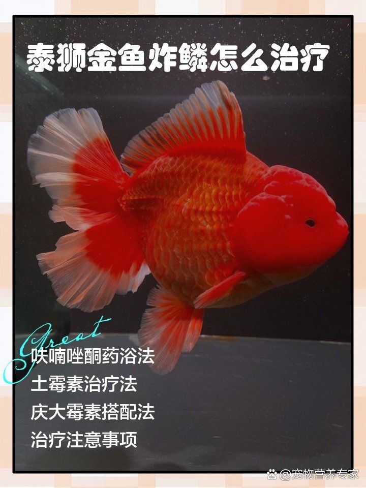 魚炸鱗用土霉素正確方法【金魚炸鱗是怎么回事怎么治療】