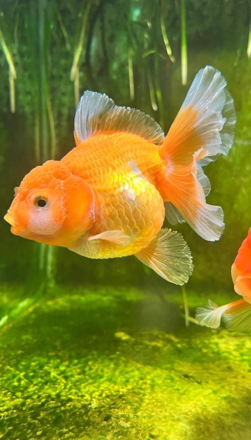 魚炸鱗用土霉素正確方法【金魚炸鱗是怎么回事怎么治療】