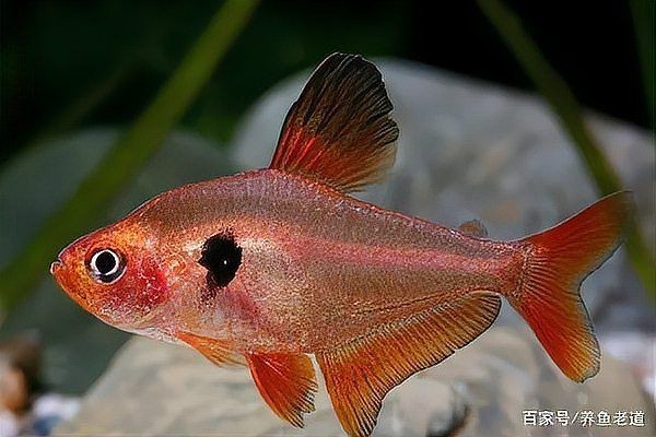 紅大鉤扯旗魚兇嗎【紅大鉤扯旗魚與玫瑰扯旗魚哪個好養】