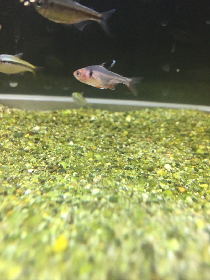 紅大鉤扯旗魚兇嗎【紅大鉤扯旗魚與玫瑰扯旗魚哪個好養】