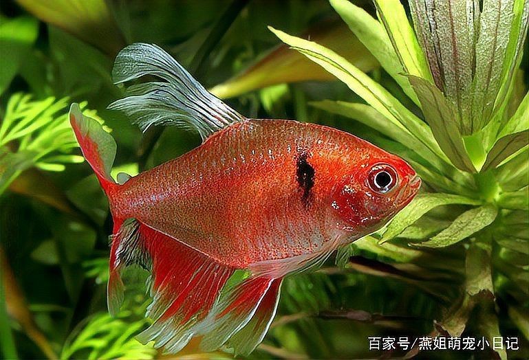 紅大鉤扯旗魚兇嗎【紅大鉤扯旗魚與玫瑰扯旗魚哪個好養】