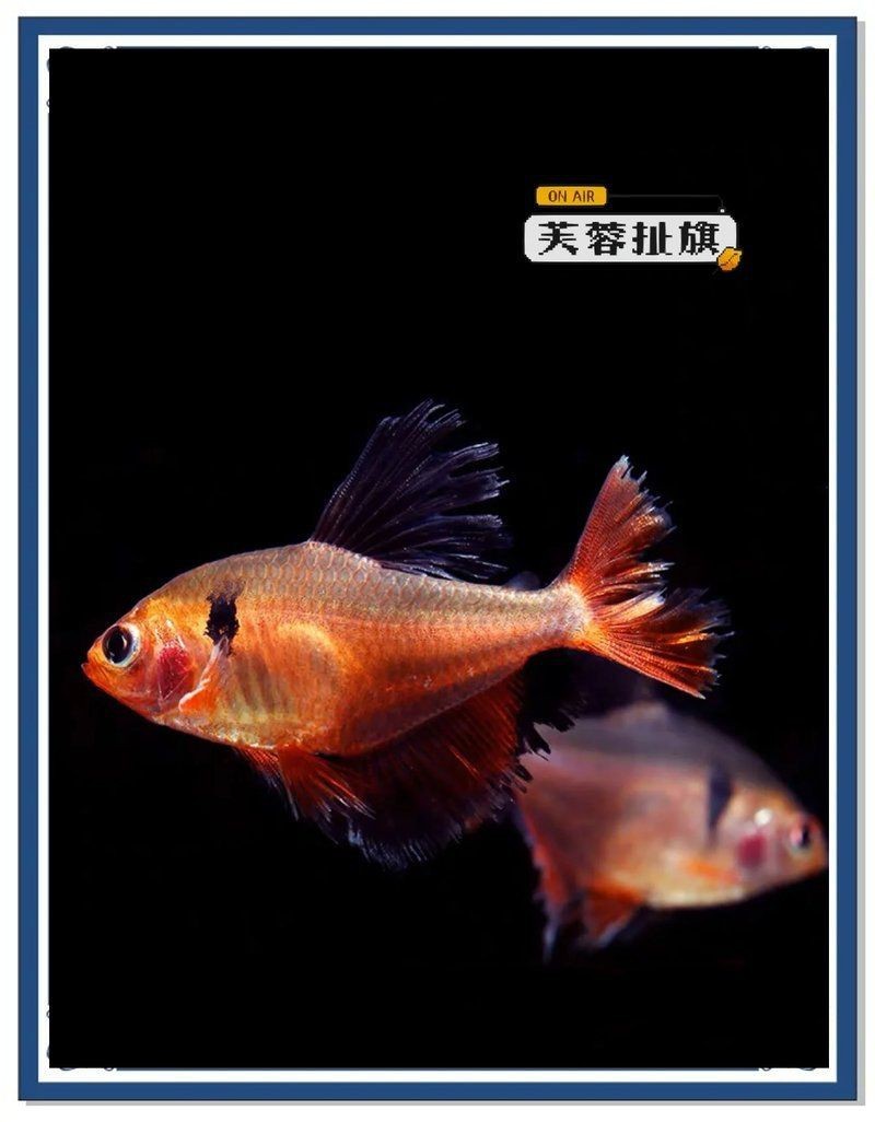 紅大鉤扯旗魚兇嗎【紅大鉤扯旗魚與玫瑰扯旗魚哪個好養】