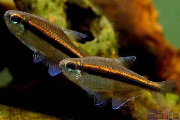 紅大鉤扯旗魚兇嗎【紅大鉤扯旗魚與玫瑰扯旗魚哪個好養】