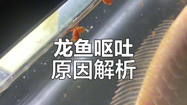 紅龍魚吃食就吐出來怎么辦【紅龍魚吃東西嚼嚼就吐了】