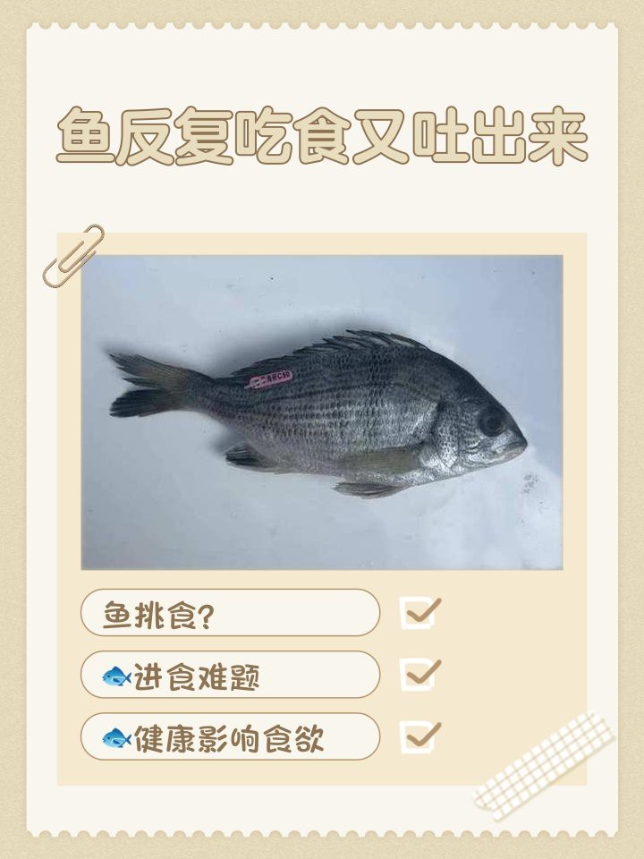 紅龍魚吃食就吐出來怎么辦【紅龍魚吃東西嚼嚼就吐了】