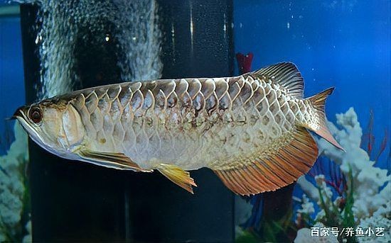 龍魚鱗片發黑多久會恢復？【養魚小藝，龍魚鱗片充血和鱗片發黑怎么辦】