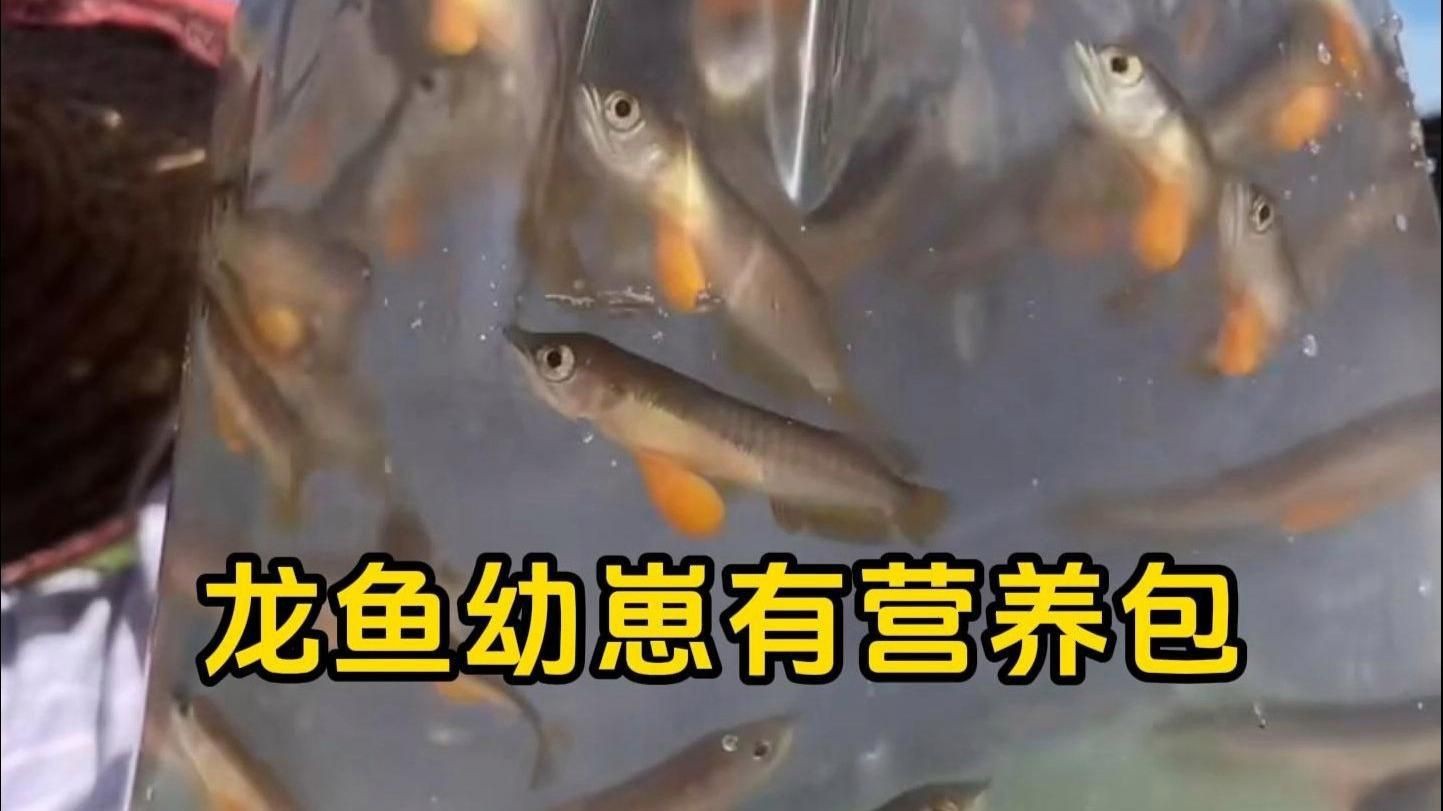 龍魚小魚苗