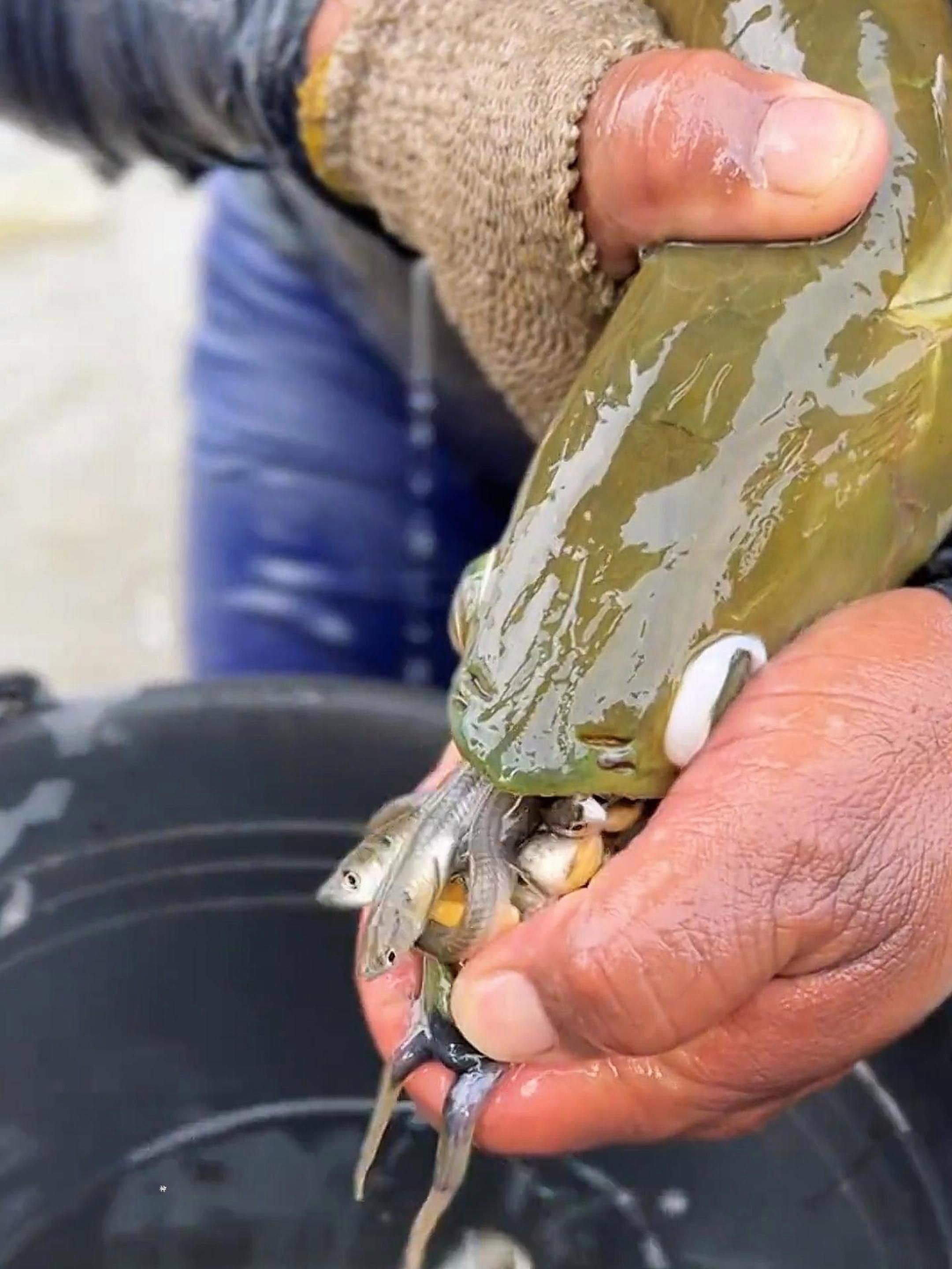 龍魚小魚苗