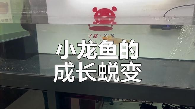 龍魚小魚苗