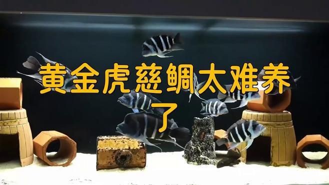金老虎魚最忌三種魚【混養金老虎魚的注意事項】