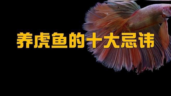 金老虎魚最忌三種魚【混養金老虎魚的注意事項】