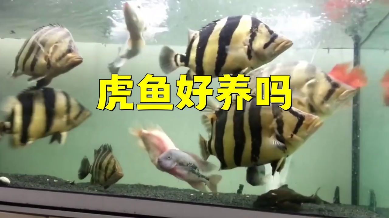 金老虎魚最忌三種魚【混養金老虎魚的注意事項】