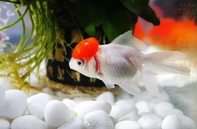 養(yǎng)五條魚5大忌【《養(yǎng)五條魚5大忌》】