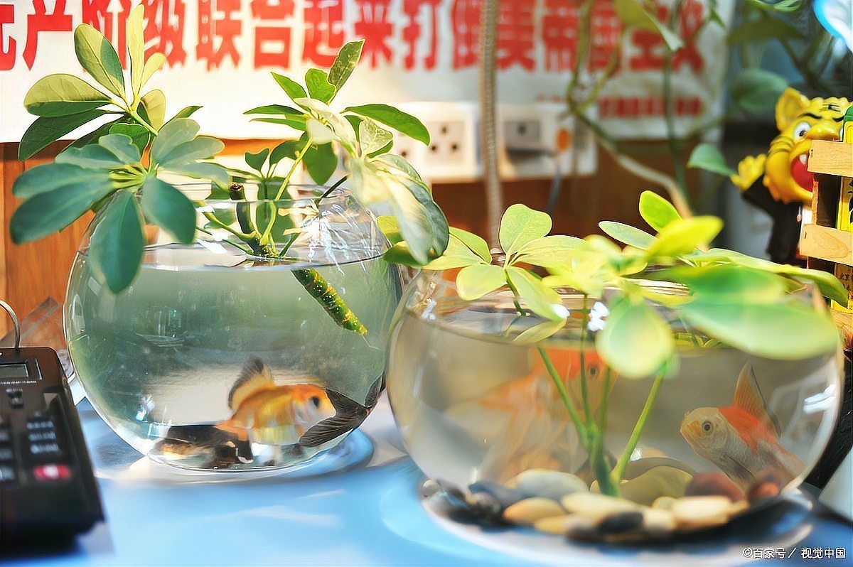 養(yǎng)五條魚5大忌【《養(yǎng)五條魚5大忌》】