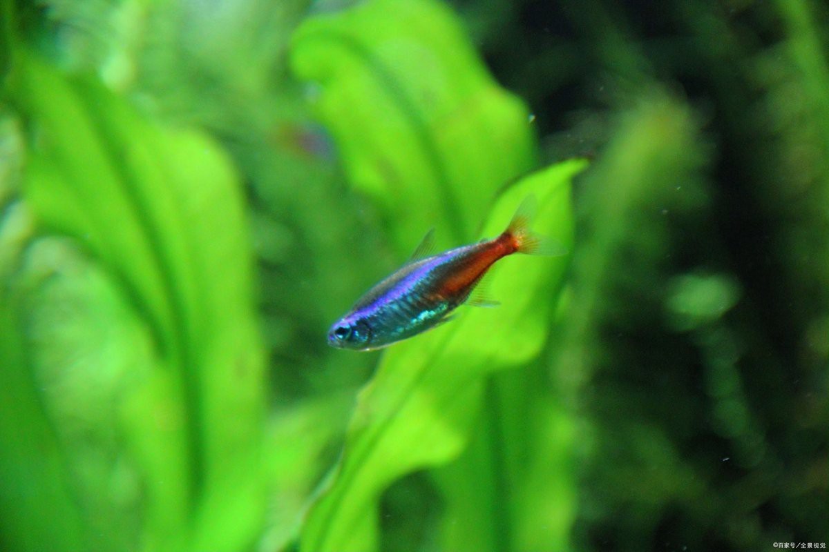 養(yǎng)五條魚5大忌【《養(yǎng)五條魚5大忌》】