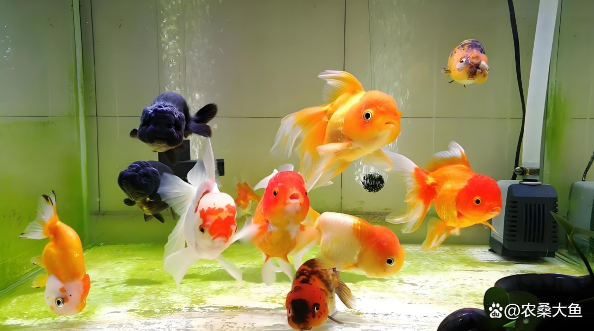 養(yǎng)五條魚5大忌【《養(yǎng)五條魚5大忌》】