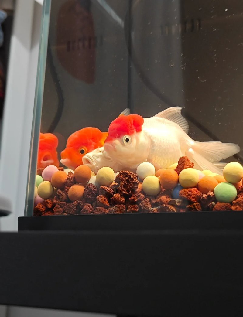 養(yǎng)五條魚5大忌【《養(yǎng)五條魚5大忌》】