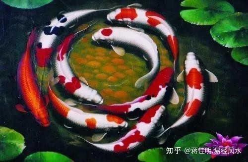 養(yǎng)五條魚5大忌【《養(yǎng)五條魚5大忌》】