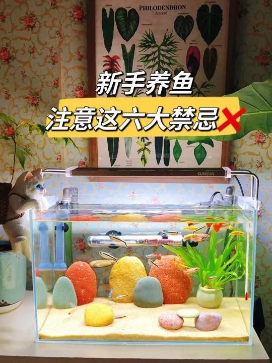 養(yǎng)五條魚5大忌【《養(yǎng)五條魚5大忌》】