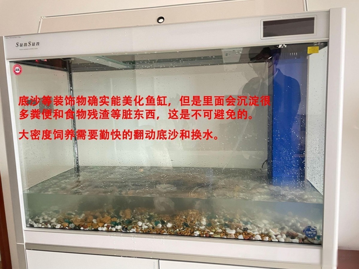 底濾魚缸怎么吸走糞便【底濾魚缸如何吸走糞便】