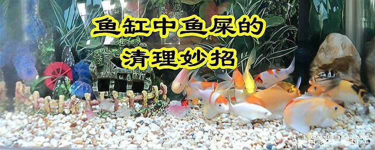 底濾魚缸怎么吸走糞便【底濾魚缸如何吸走糞便】