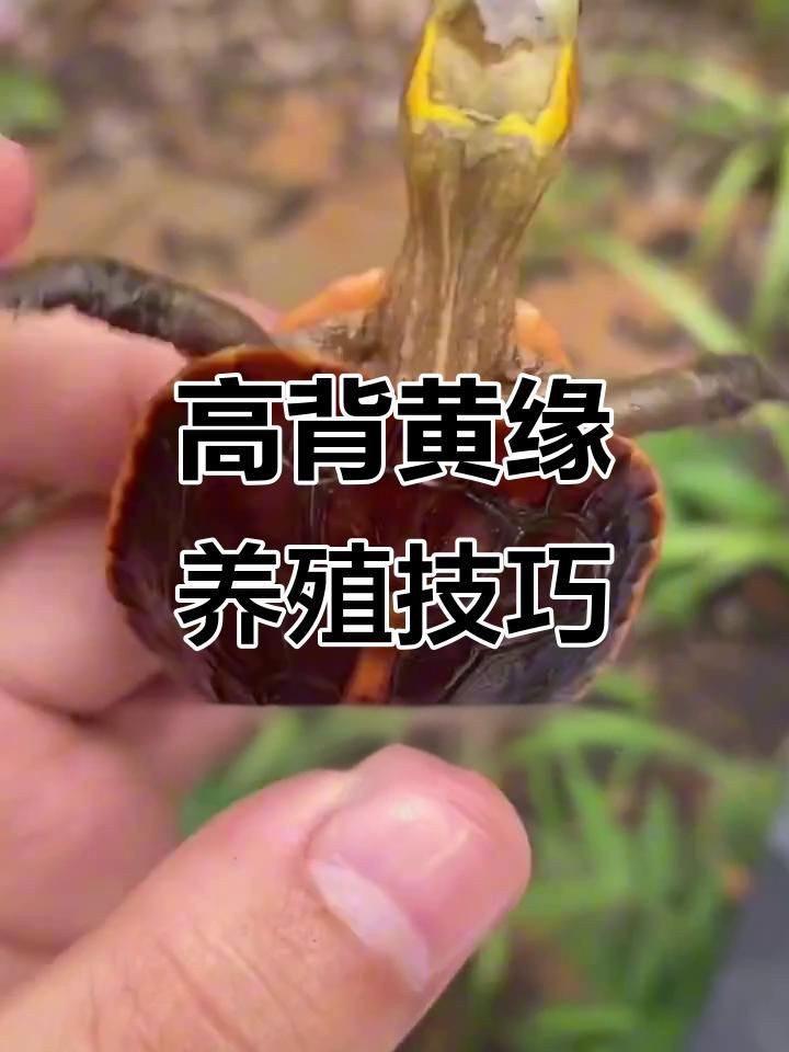 高背龜的選購技巧【烏龜高低背影響健康嗎】