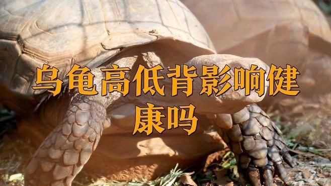 高背龜的選購技巧【烏龜高低背影響健康嗎】