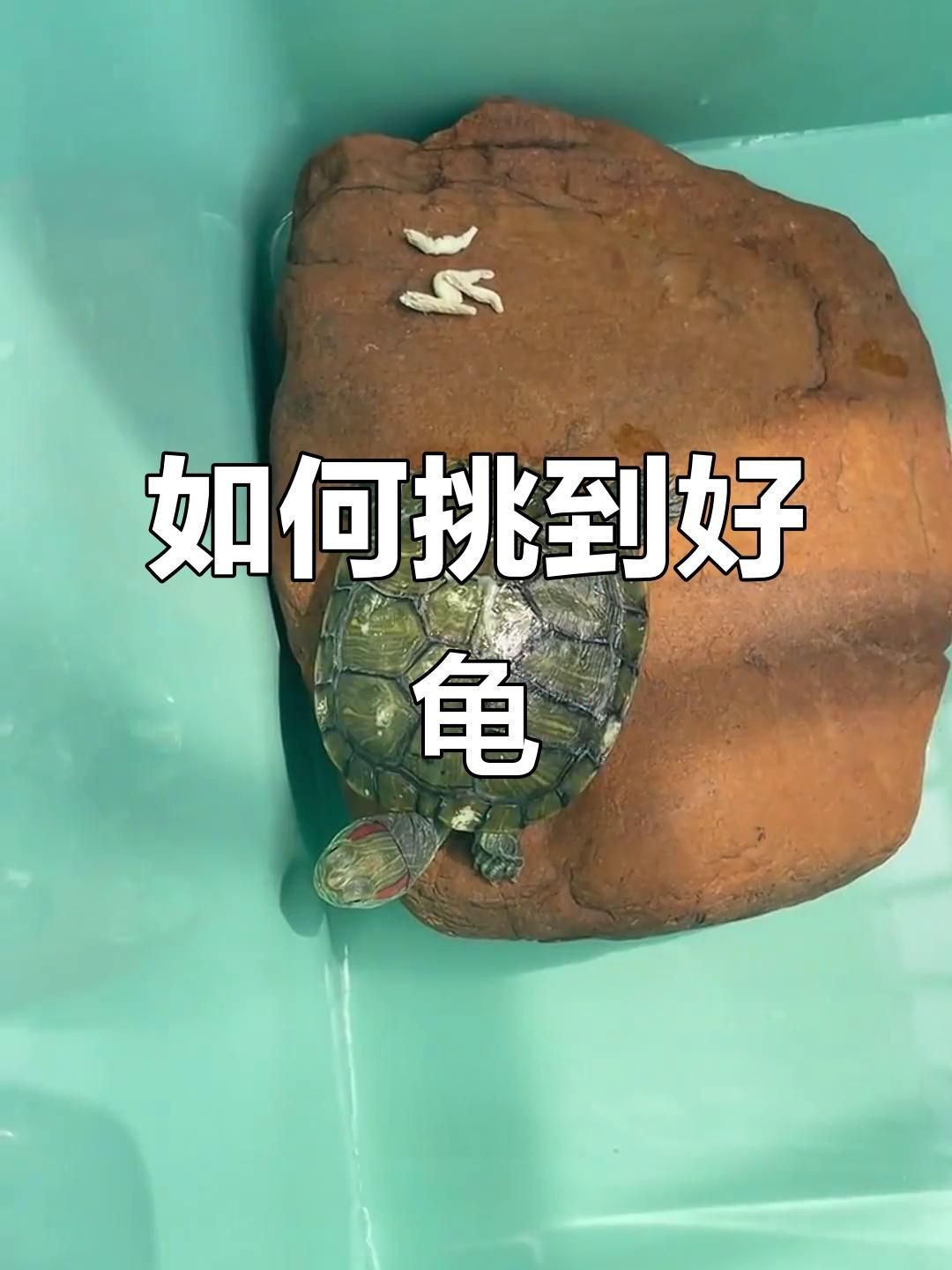 高背龜的選購技巧【烏龜高低背影響健康嗎】