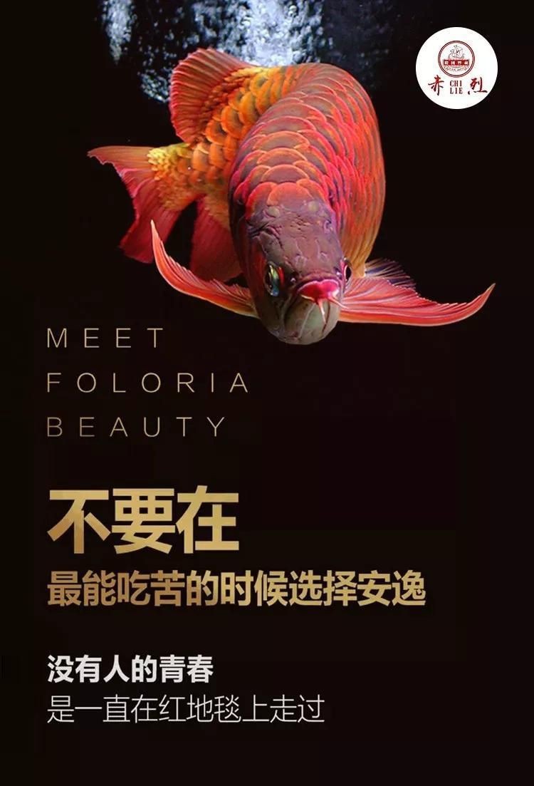 龍魚眼睛有白膜要緊嗎【龍魚眼睛出現(xiàn)白膜是怎么回事龍魚眼睛出現(xiàn)白膜是怎么回事】